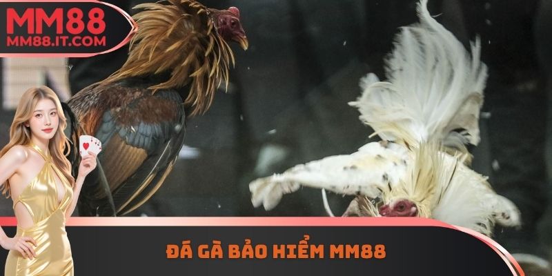 Đá Gà Bảo Hiểm MM88 - Phương Thức Cá Cược An Toàn Nhất
