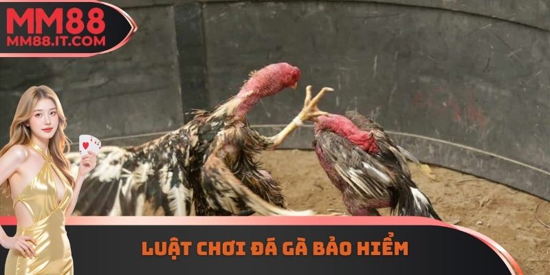 Luật chơi đá gà bảo hiểm