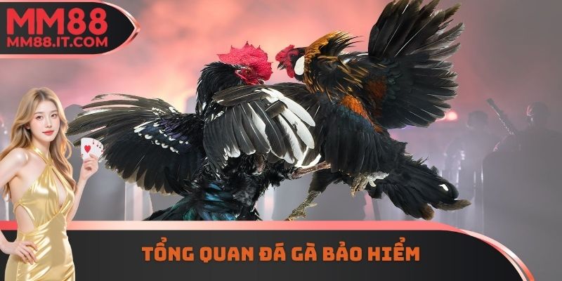 Tổng quan đá gà bảo hiểm