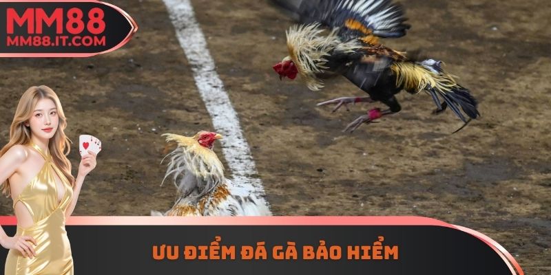 Ưu điểm đá gà bảo hiểm